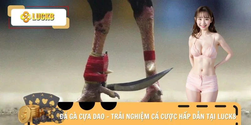 Đá gà cựa dao