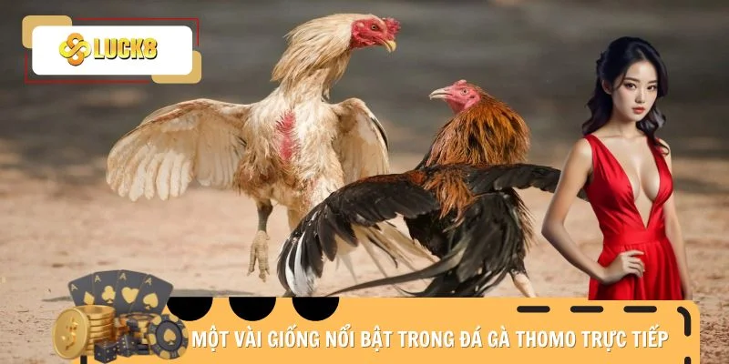 Một vài giống nổi bật trong đá gà Thomo trực tiếp